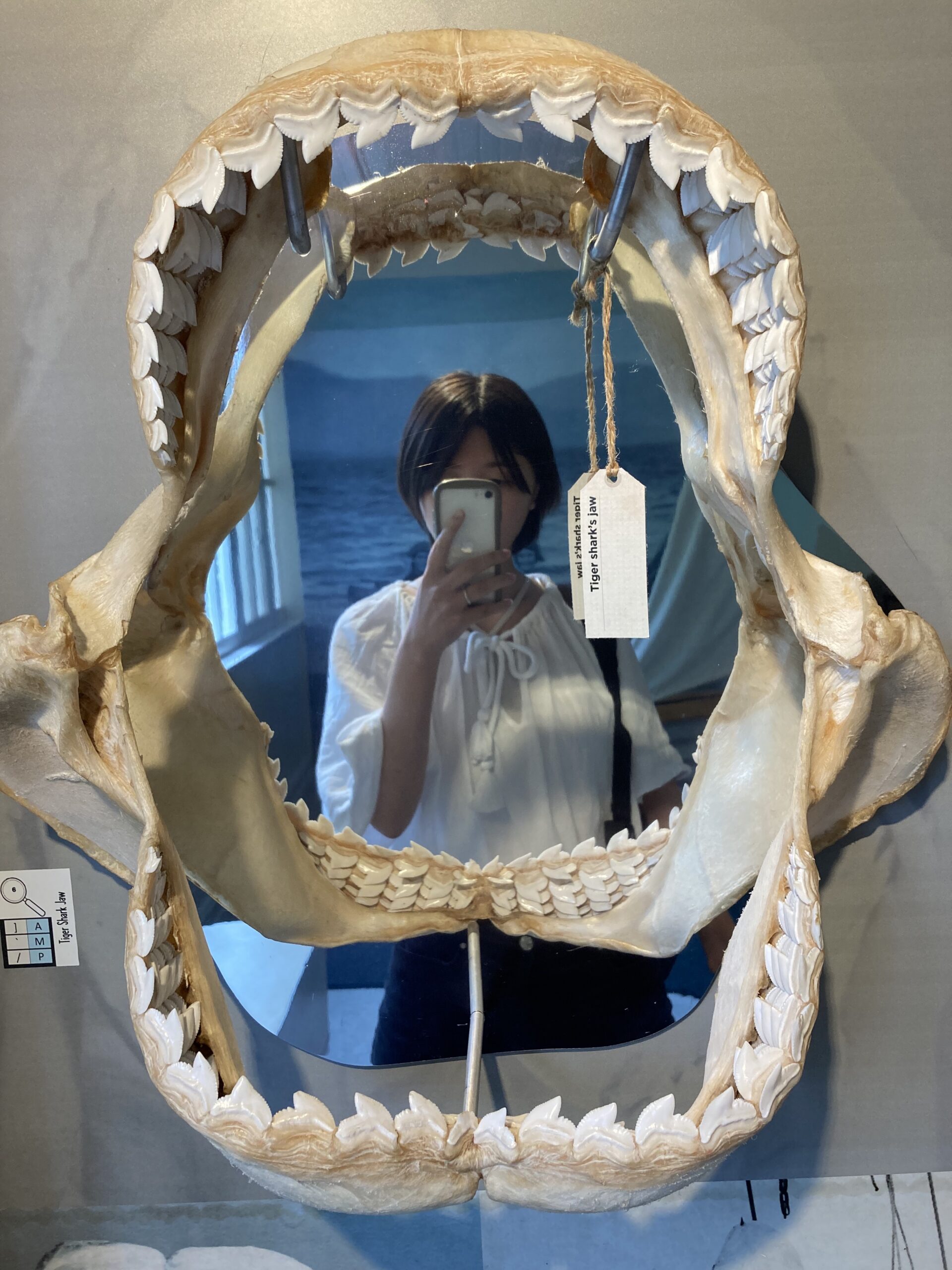 ケアンズミュージアムにて、サメのキバ